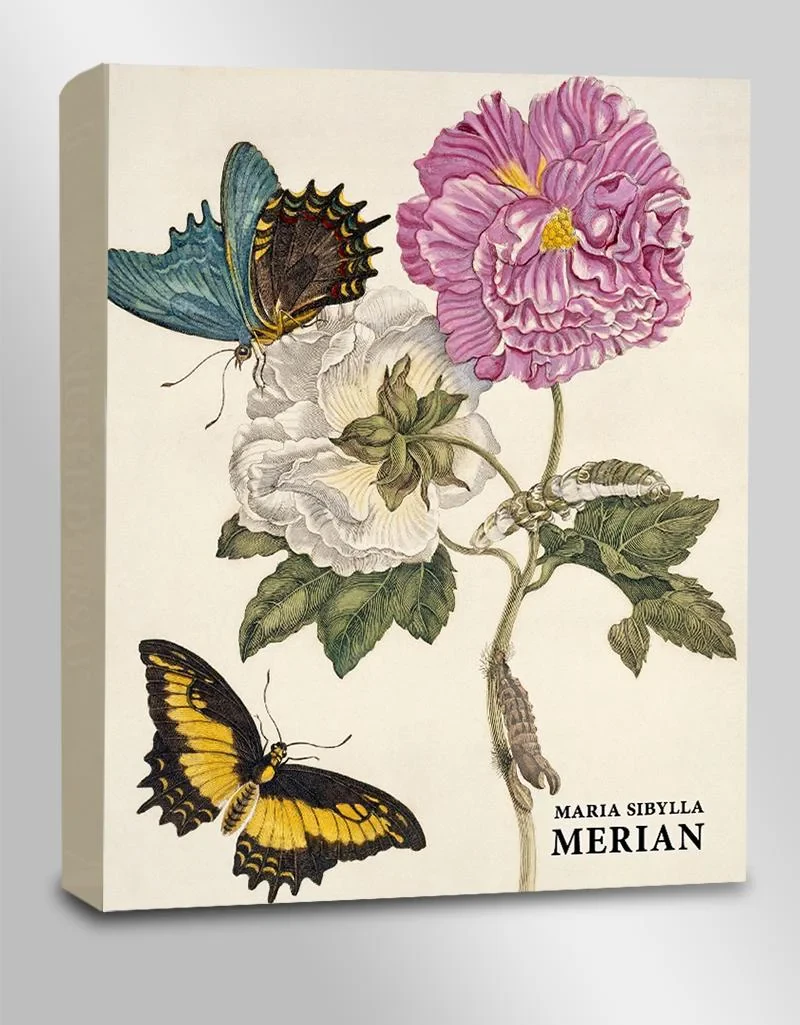 Coperta cărții "Maria Sibylla Merian" de Daniel Kiecol