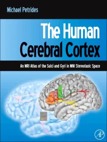 The Human Cerebral Cortex