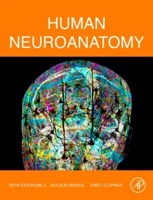 Human Neuroanatomy