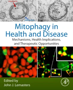 Mitophagy in Health and Disease